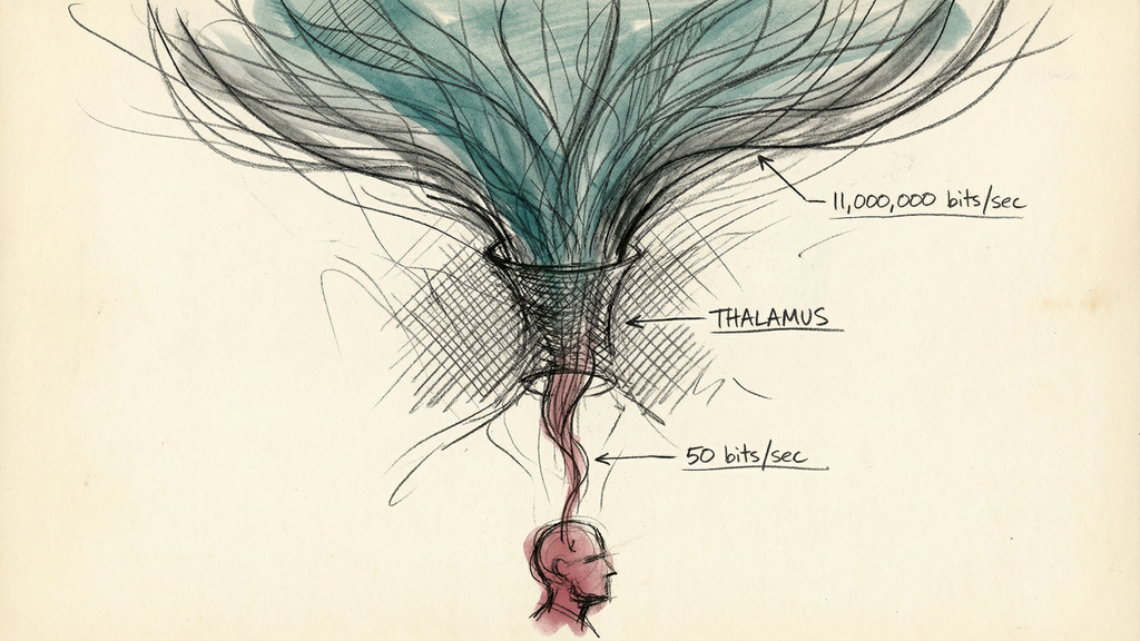 Charcoal diagram showing 11 million bits of sensory input narrowing through the thalamus to 50 bits of conscious awareness