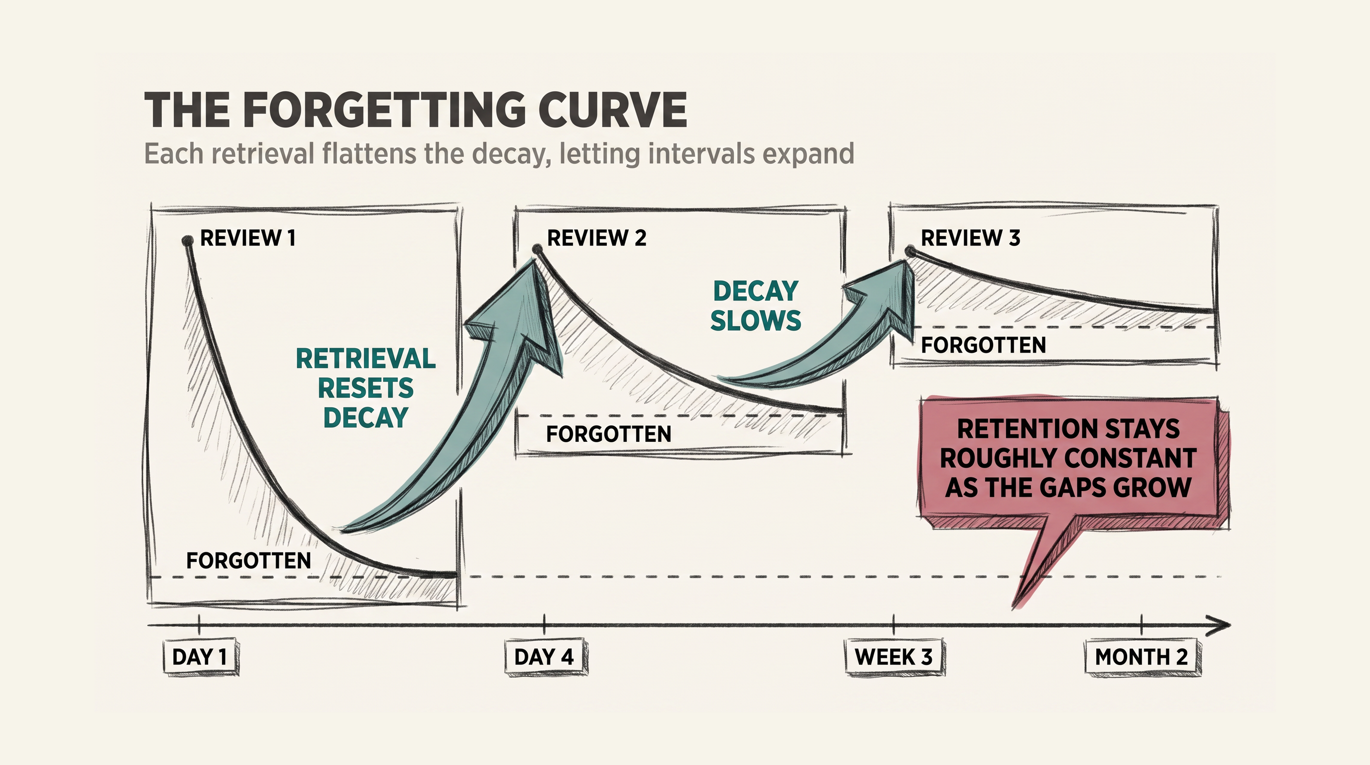 The Forgetting Curve and Spaced Review: each retrieval flattens the decay, letting intervals expand from days to months